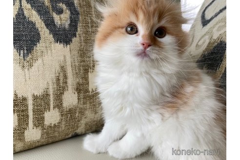 成約済の茨城県のスコティッシュフォールド-80047の4枚目
